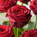 Rose Red Naomi Genève
