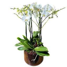 Abonnement Orchidée Genève