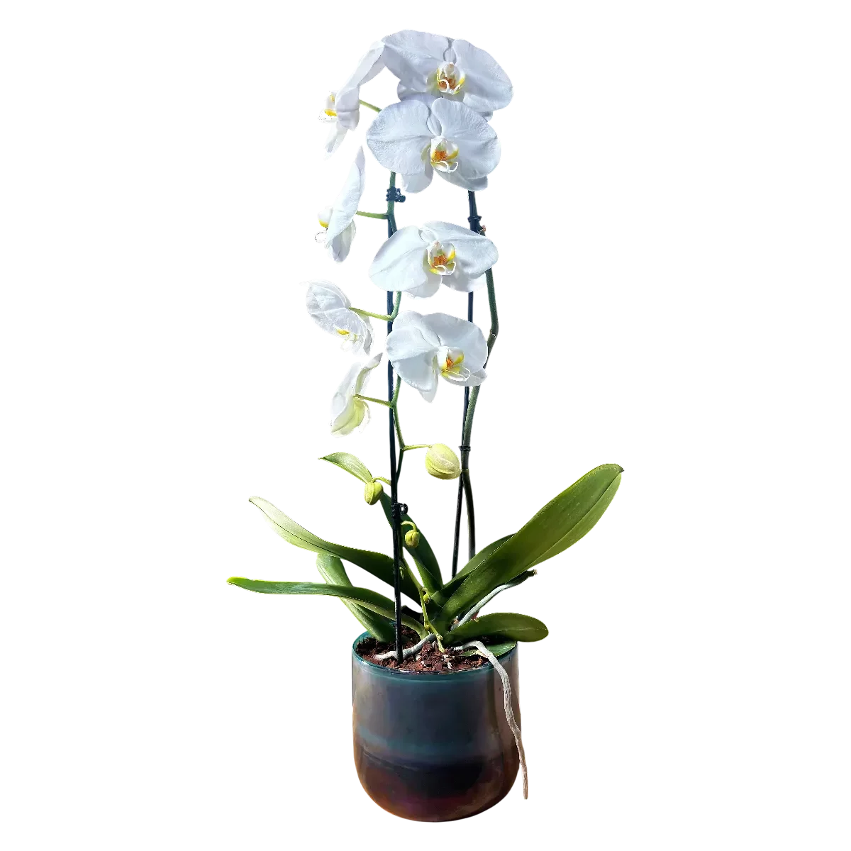 orchidée blanche Genève en pot céramique, phalaenopsis deux tiges, fleurs immaculées au cœur jaune-orangé