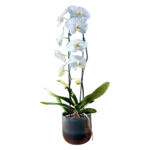orchidée blanche Genève en pot céramique, phalaenopsis deux tiges, fleurs immaculées au cœur jaune-orangé