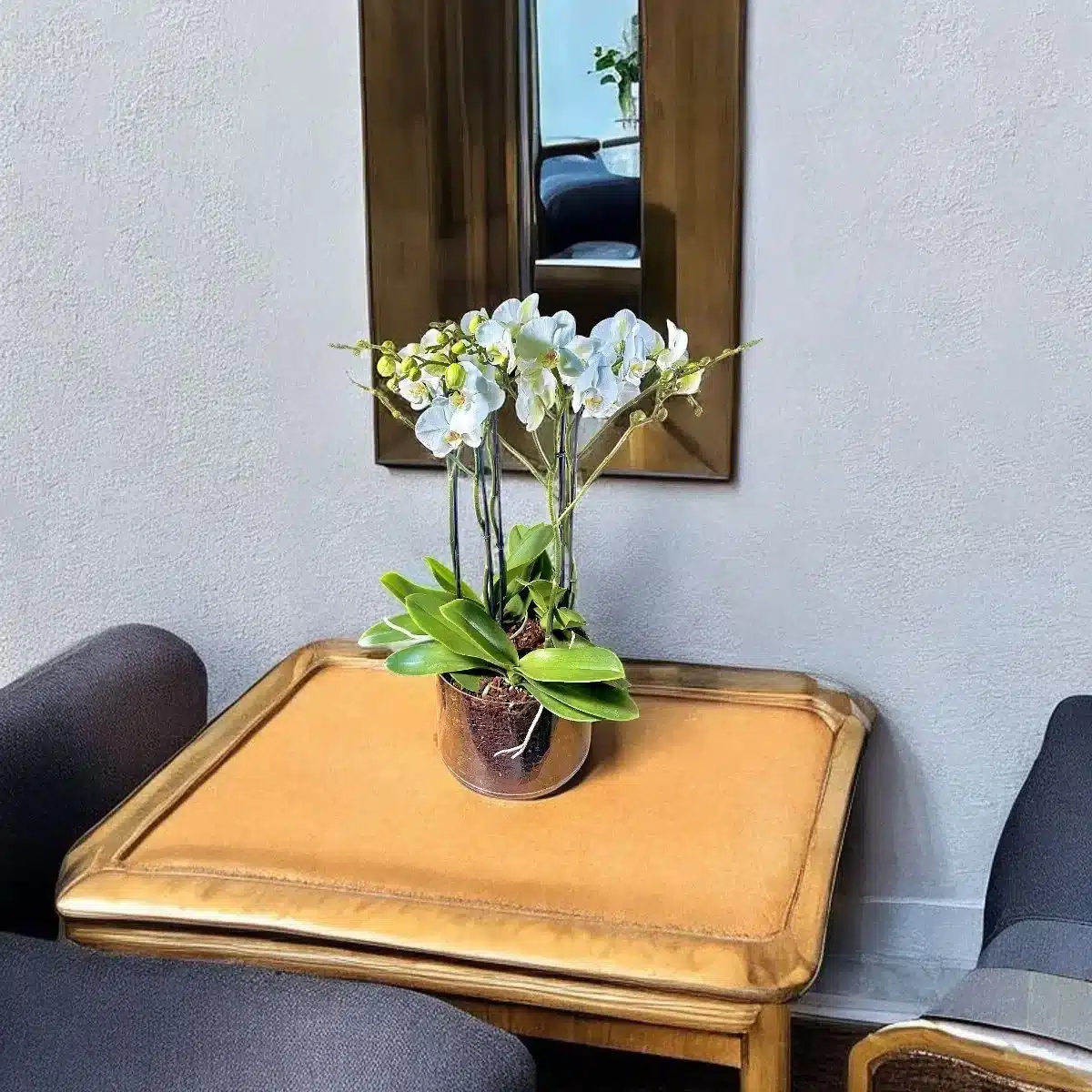 orchidée blanche Genève en pot transparent, phalaenopsis aux fleurs satinées et racines aériennes sur tapis d'écorce