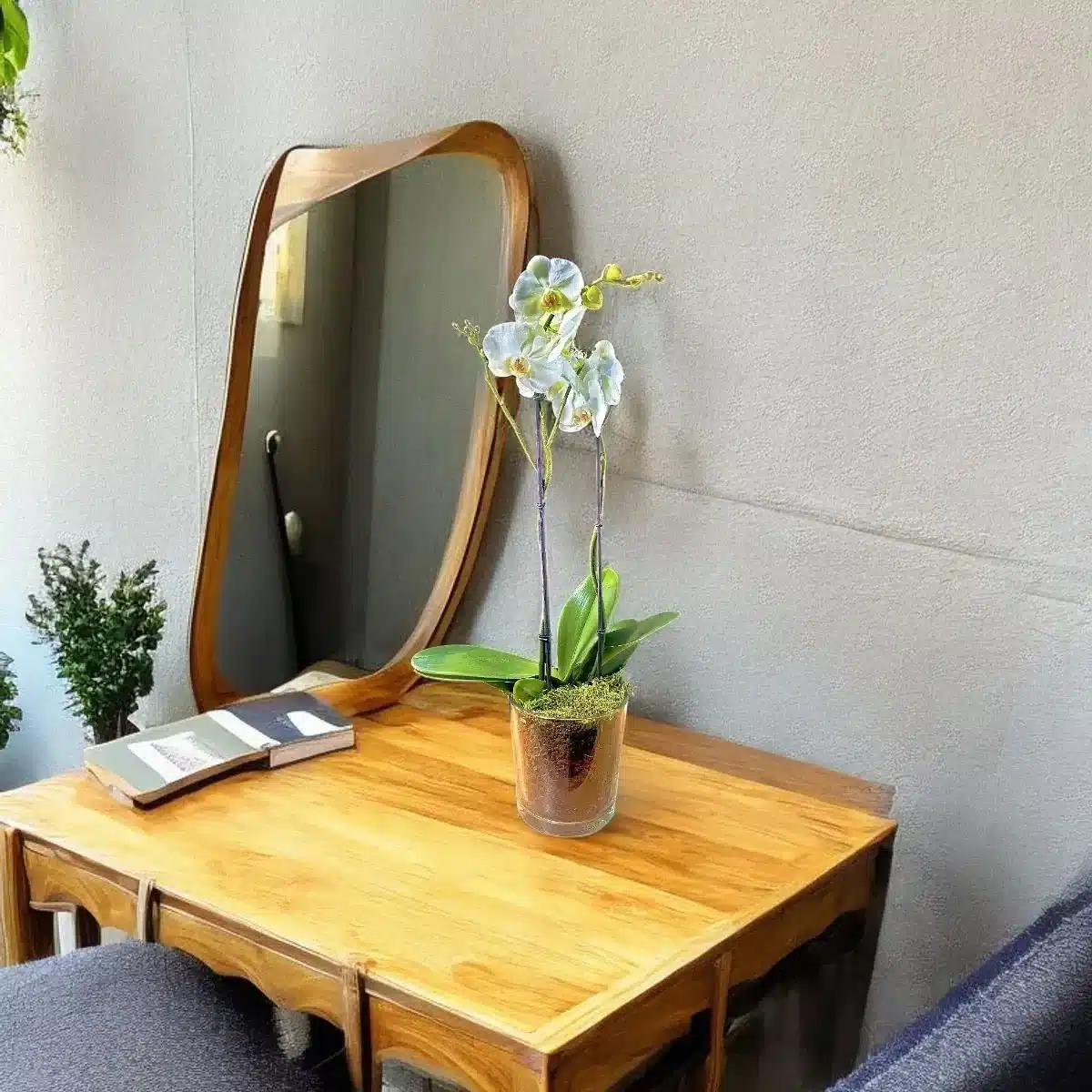 orchidée blanche Genève en pot verre avec mousse et écorce, phalaenopsis élégant