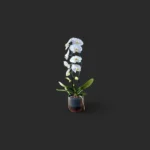 orchidée blanche Genève en pot céramique, phalaenopsis deux tiges, fleurs immaculées au cœur jaune-orangé