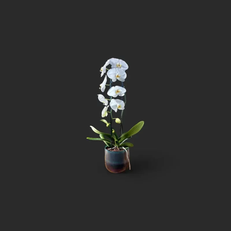 orchidée blanche Genève en pot céramique, phalaenopsis deux tiges, fleurs immaculées au cœur jaune-orangé