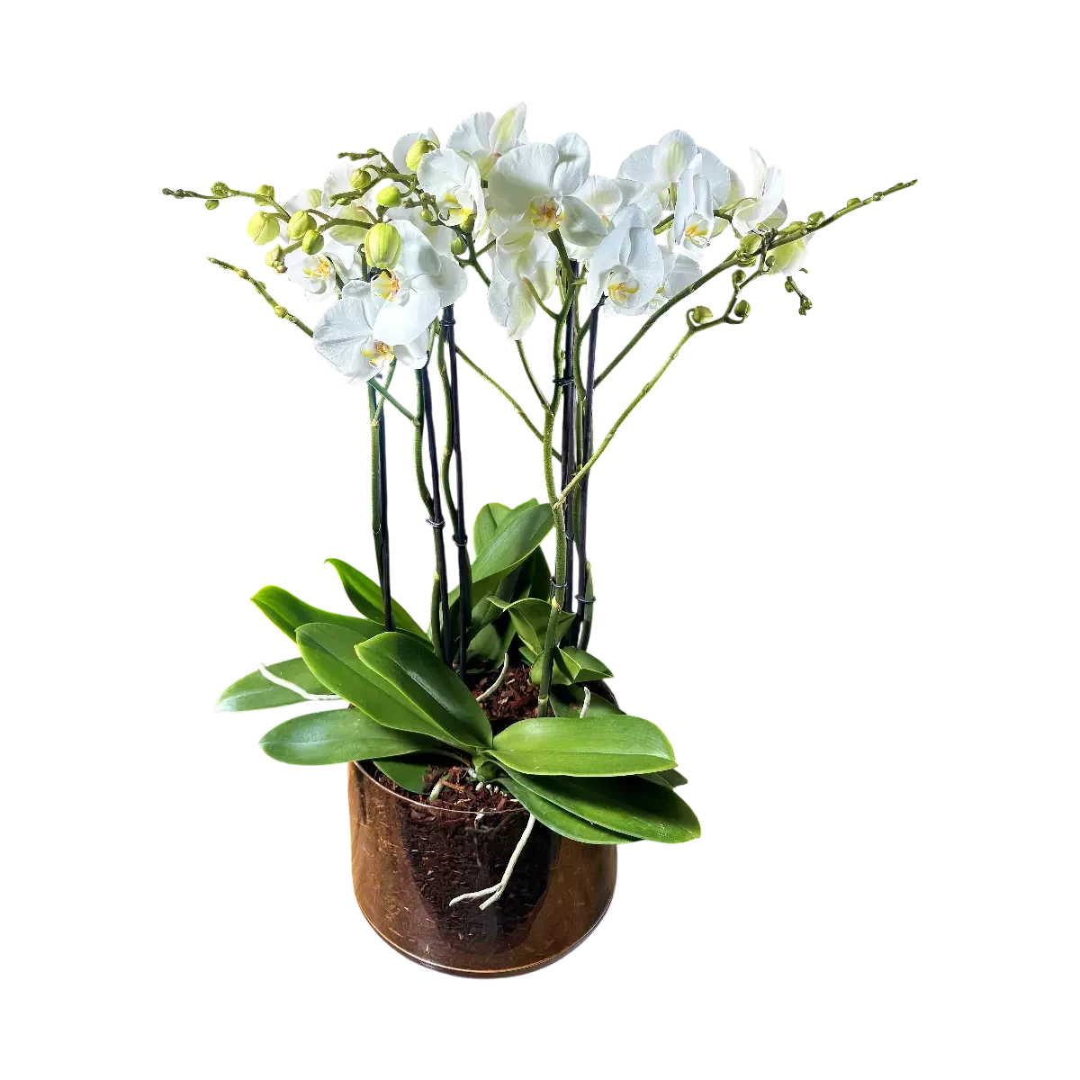 orchidée blanche Genève en pot transparent, phalaenopsis aux fleurs satinées et racines aériennes sur tapis d'écorce