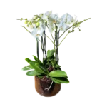 orchidée blanche Genève en pot transparent, phalaenopsis aux fleurs satinées et racines aériennes sur tapis d'écorce