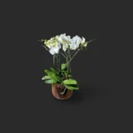 orchidée blanche Genève en pot transparent, phalaenopsis aux fleurs satinées et racines aériennes sur tapis d'écorce