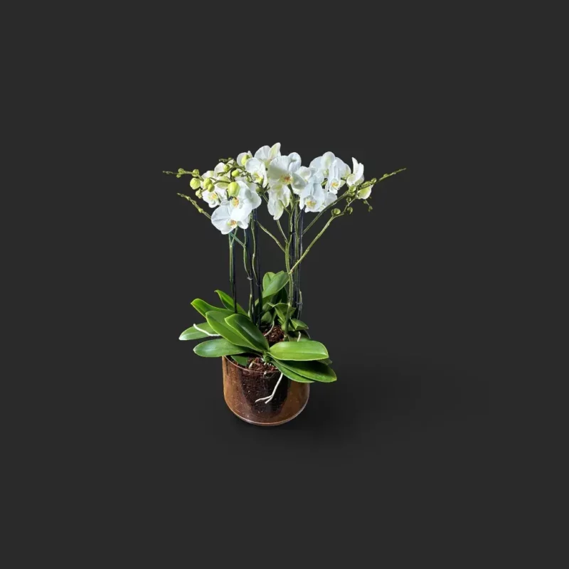orchidée blanche Genève en pot transparent, phalaenopsis aux fleurs satinées et racines aériennes sur tapis d'écorce