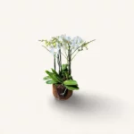 orchidée blanche Genève en pot transparent, phalaenopsis aux fleurs satinées et racines aériennes sur tapis d'écorce