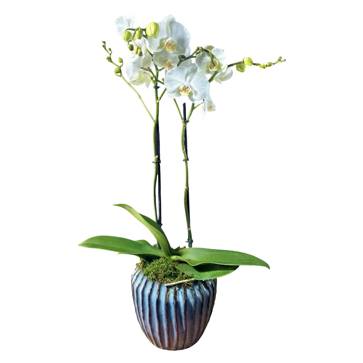 orchidée blanche Genève en pot céramique bleu-vert, phalaenopsis deux hampes, fleurs satinées et mousse décorative