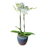 orchidée blanche Genève en pot céramique bleu-vert, phalaenopsis deux hampes, fleurs satinées et mousse décorative
