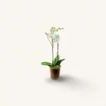 orchidée blanche Genève en pot verre avec mousse et écorce, phalaenopsis élégant