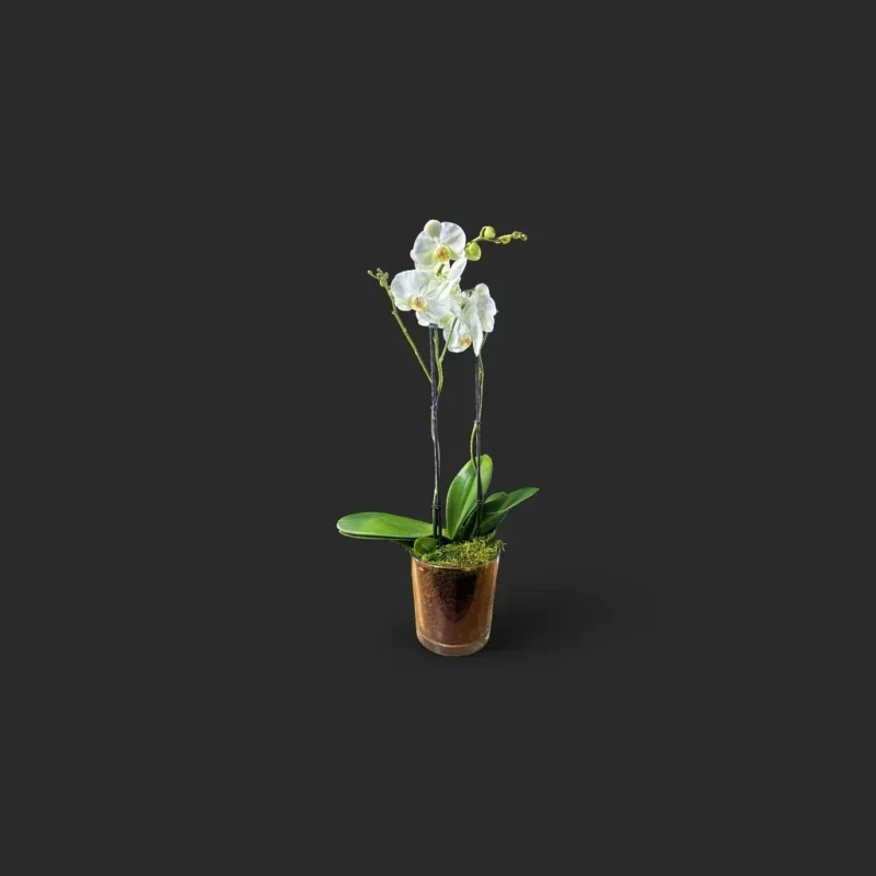 orchidée blanche Genève en pot verre avec mousse et écorce, phalaenopsis élégant
