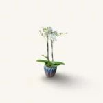 orchidée blanche Genève en pot céramique bleu-vert, phalaenopsis deux hampes, fleurs satinées et mousse décorative
