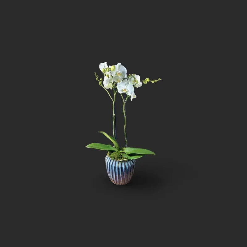 orchidée blanche Genève en pot céramique bleu-vert, phalaenopsis deux hampes, fleurs satinées et mousse décorative