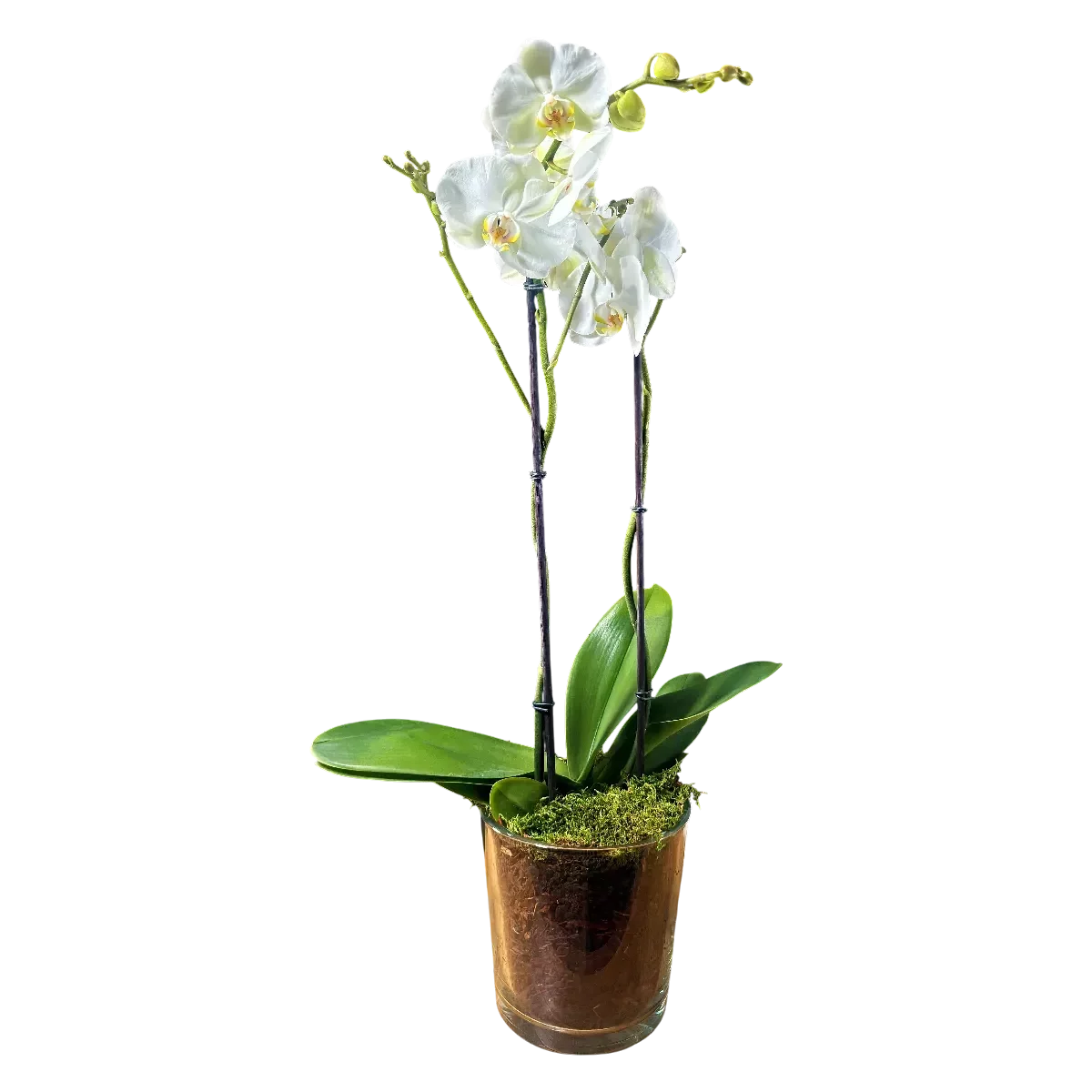orchidée blanche Genève en pot verre avec mousse et écorce, phalaenopsis élégant