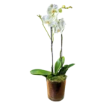 orchidée blanche Genève en pot verre avec mousse et écorce, phalaenopsis élégant
