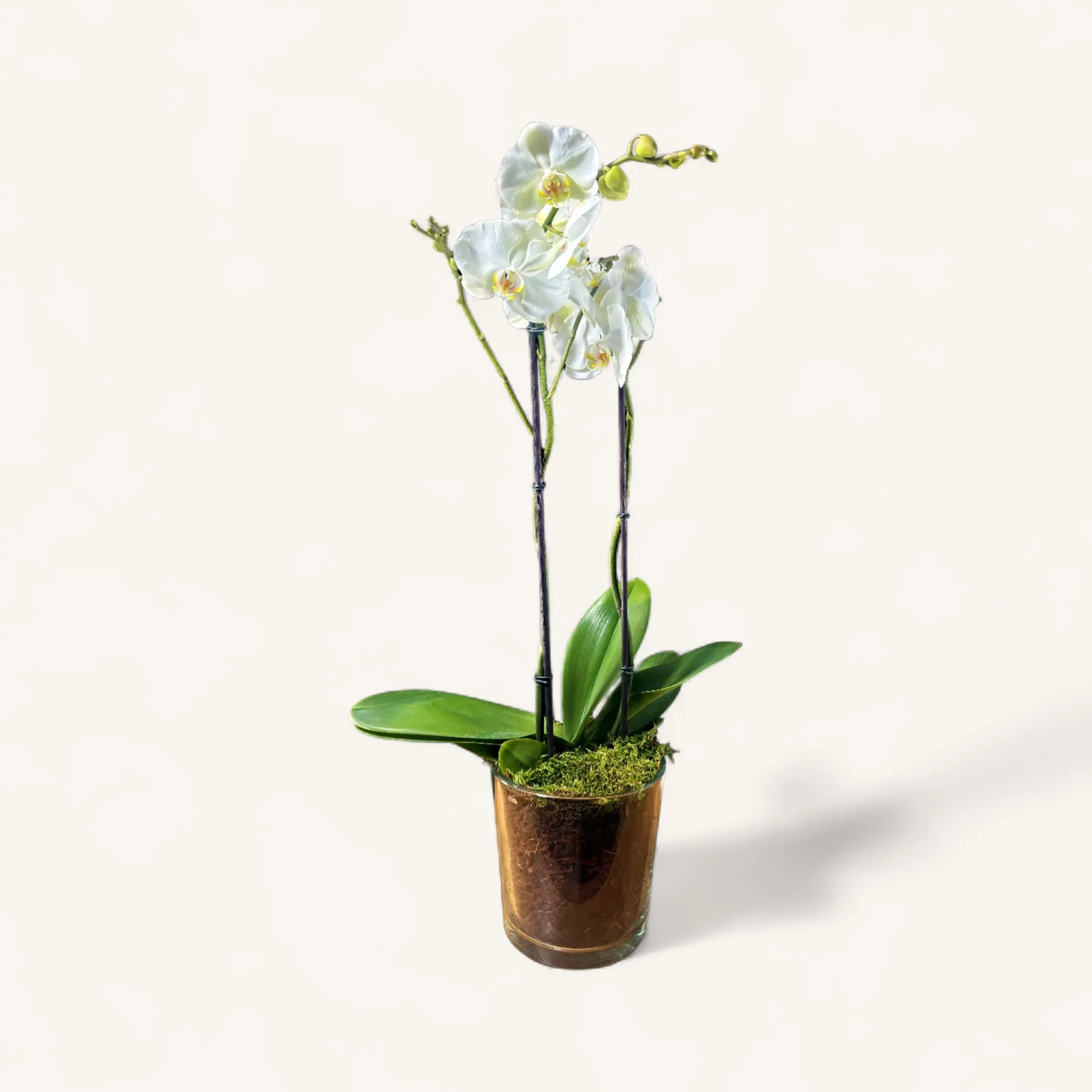 JTNE-108.webp orchidée blanche Genève en pot verre avec mousse et écorce, phalaenopsis élégant