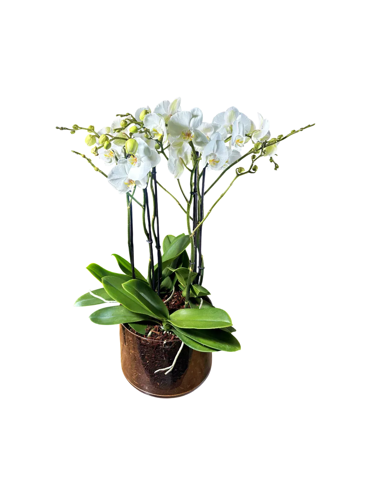 JTNE-110.webp orchidée blanche Genève en pot transparent, phalaenopsis aux fleurs satinées et racines aériennes sur tapis d'écorce