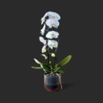 orchidée blanche Genève en pot céramique, phalaenopsis deux tiges, fleurs immaculées au cœur jaune-orangé