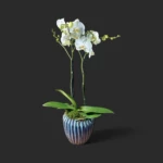 orchidée blanche Genève en pot céramique bleu-vert, phalaenopsis deux hampes, fleurs satinées et mousse décorative