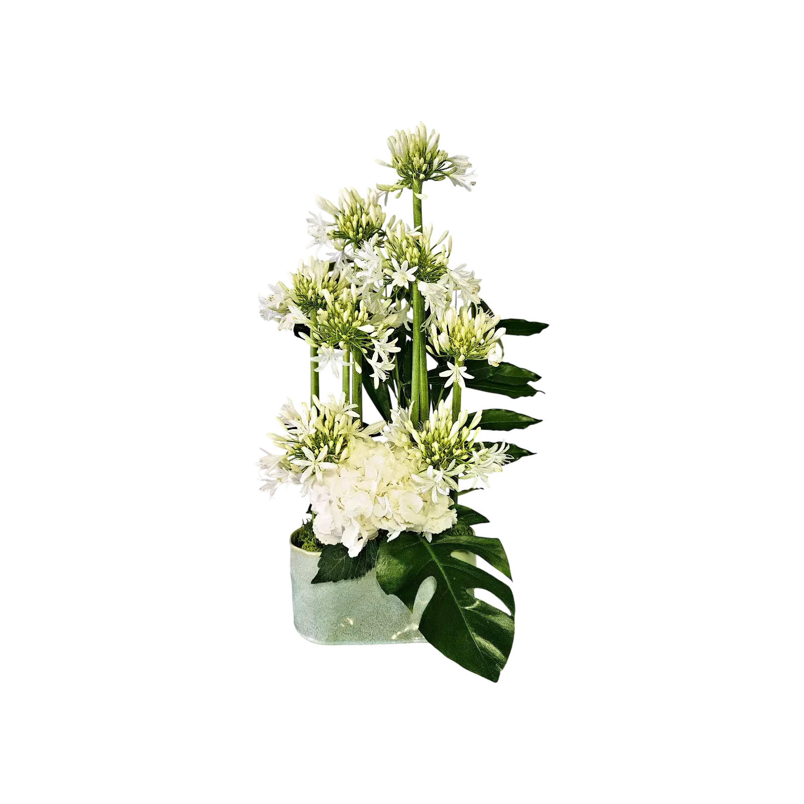 RHNkb2dRJTNE.webp bouquet agapanthe et hortensias blancs, arrangement floral épuré, élégance moderne - livraison Genève
