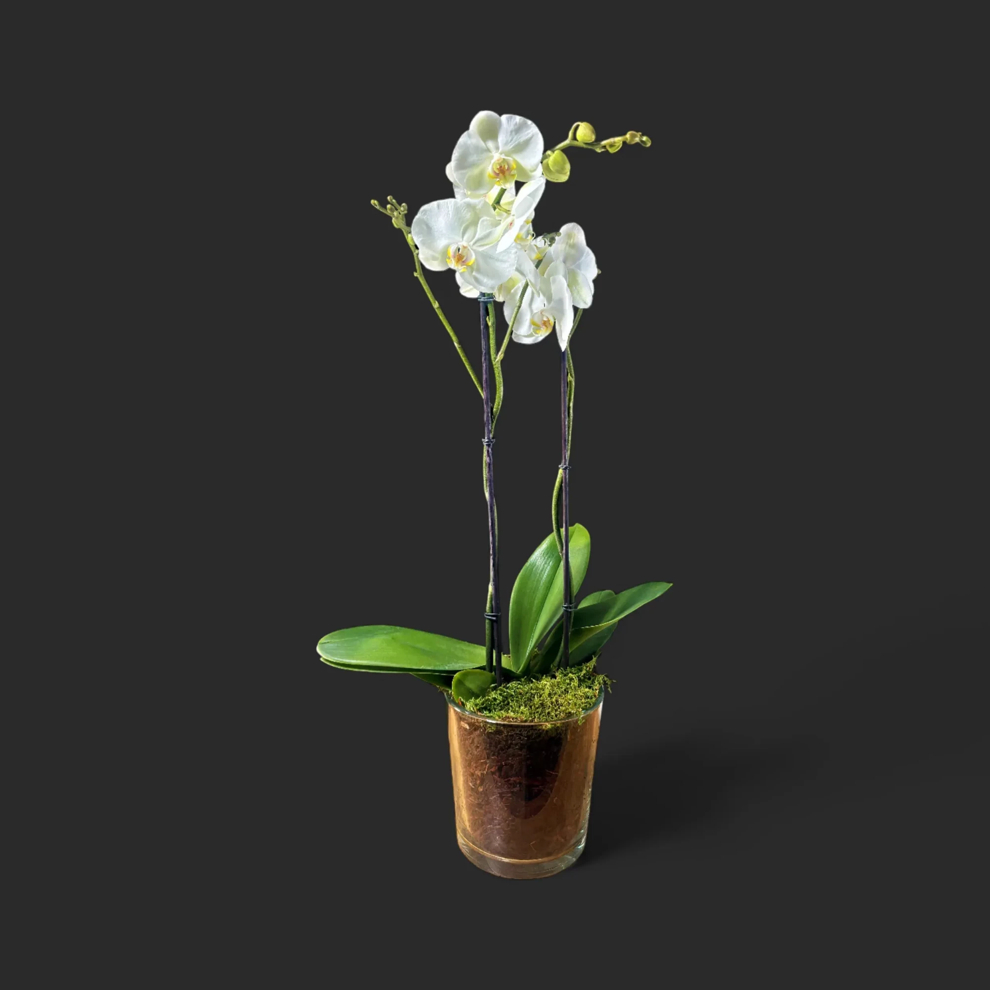 SDkwV1VJJTNE.webp orchidée blanche Genève en pot verre avec mousse et écorce, phalaenopsis élégant