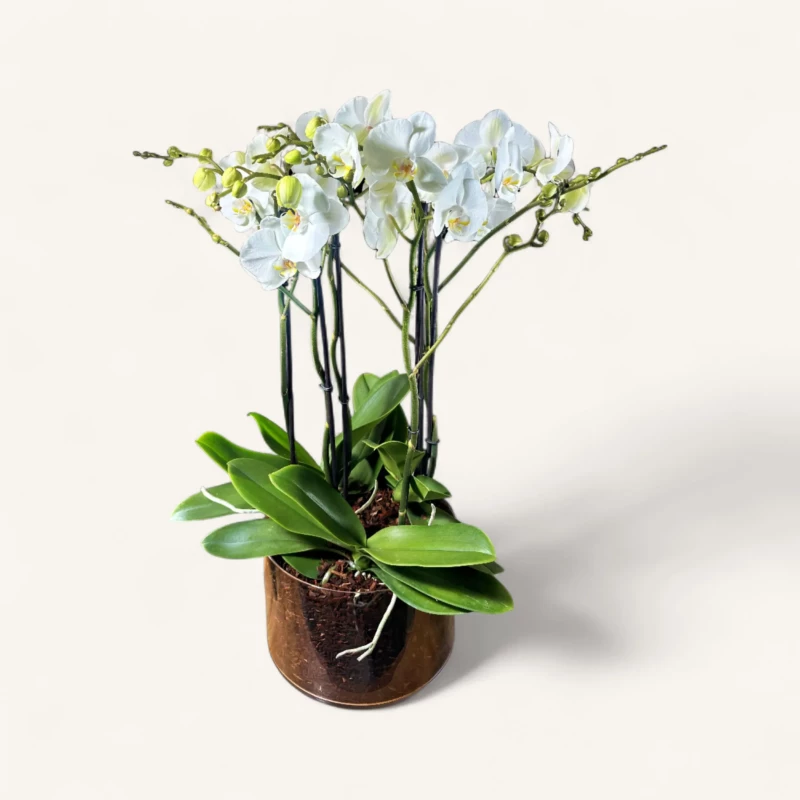 orchidée blanche Genève en pot transparent, phalaenopsis aux fleurs satinées et racines aériennes sur tapis d'écorce