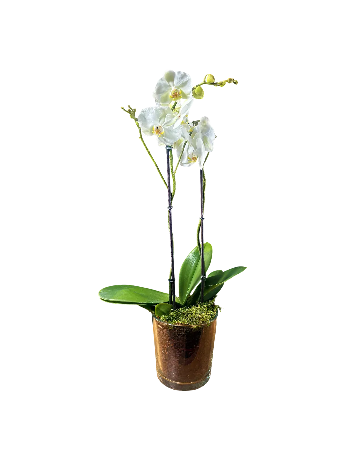 WTQlM0Q.webp orchidée blanche Genève en pot verre avec mousse et écorce, phalaenopsis élégant