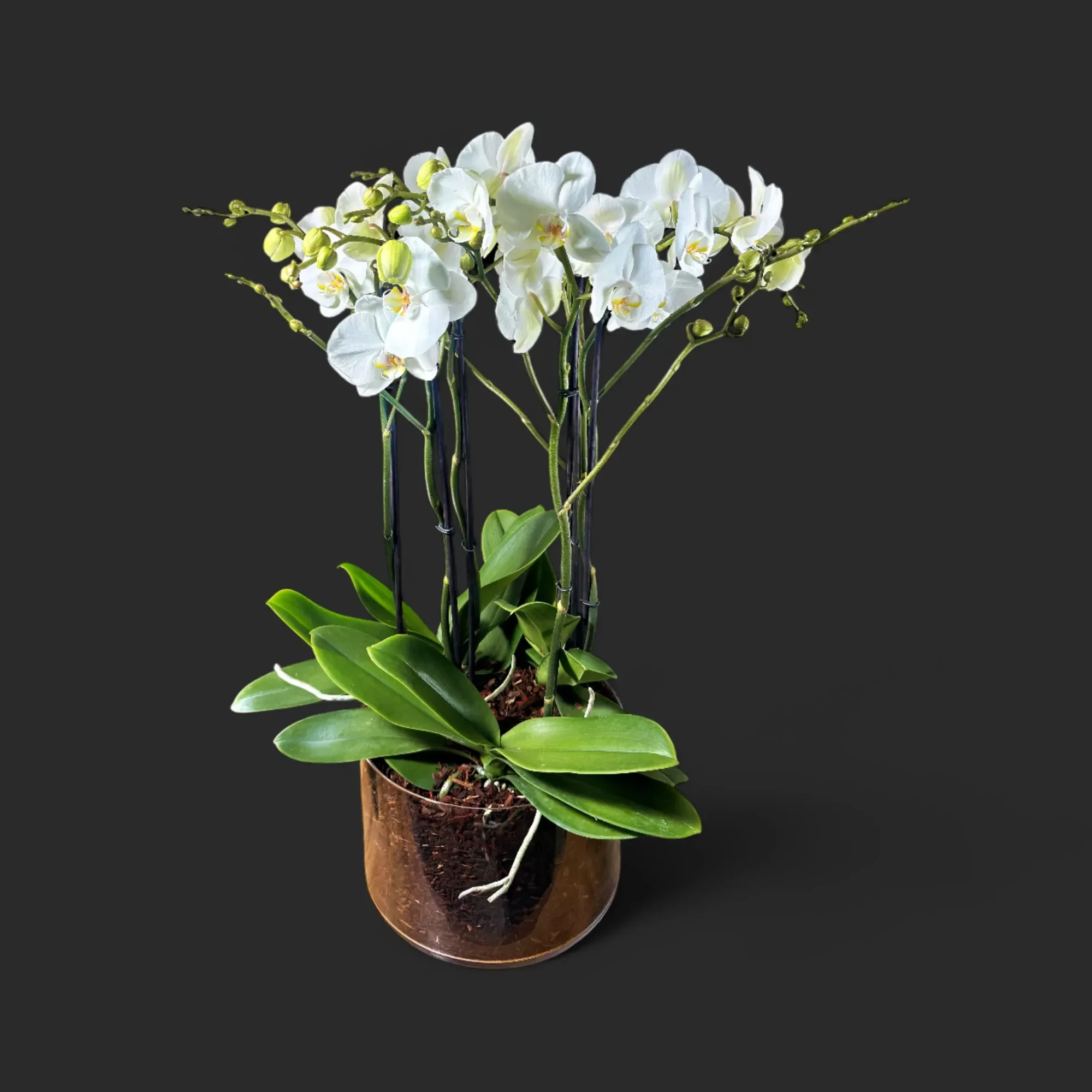 Z2syYyUzRA.webp orchidée blanche Genève en pot transparent, phalaenopsis aux fleurs satinées et racines aériennes sur tapis d'écorce