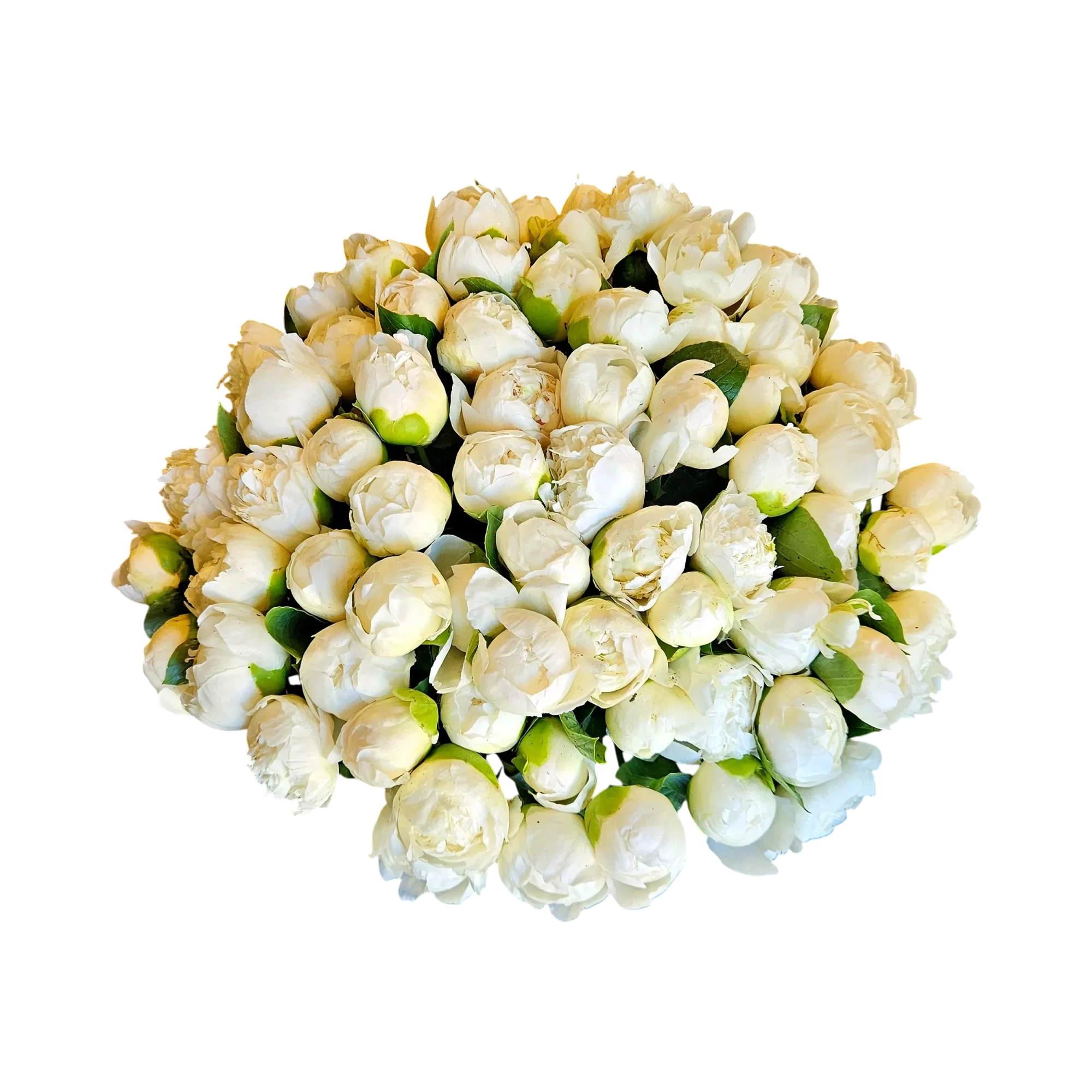 JTJCZyUzRA.webp Vue de dessus d'un somptueux bouquet pivoines blanches Genève, un dôme dense de fleurs ivoire sur fond noir.