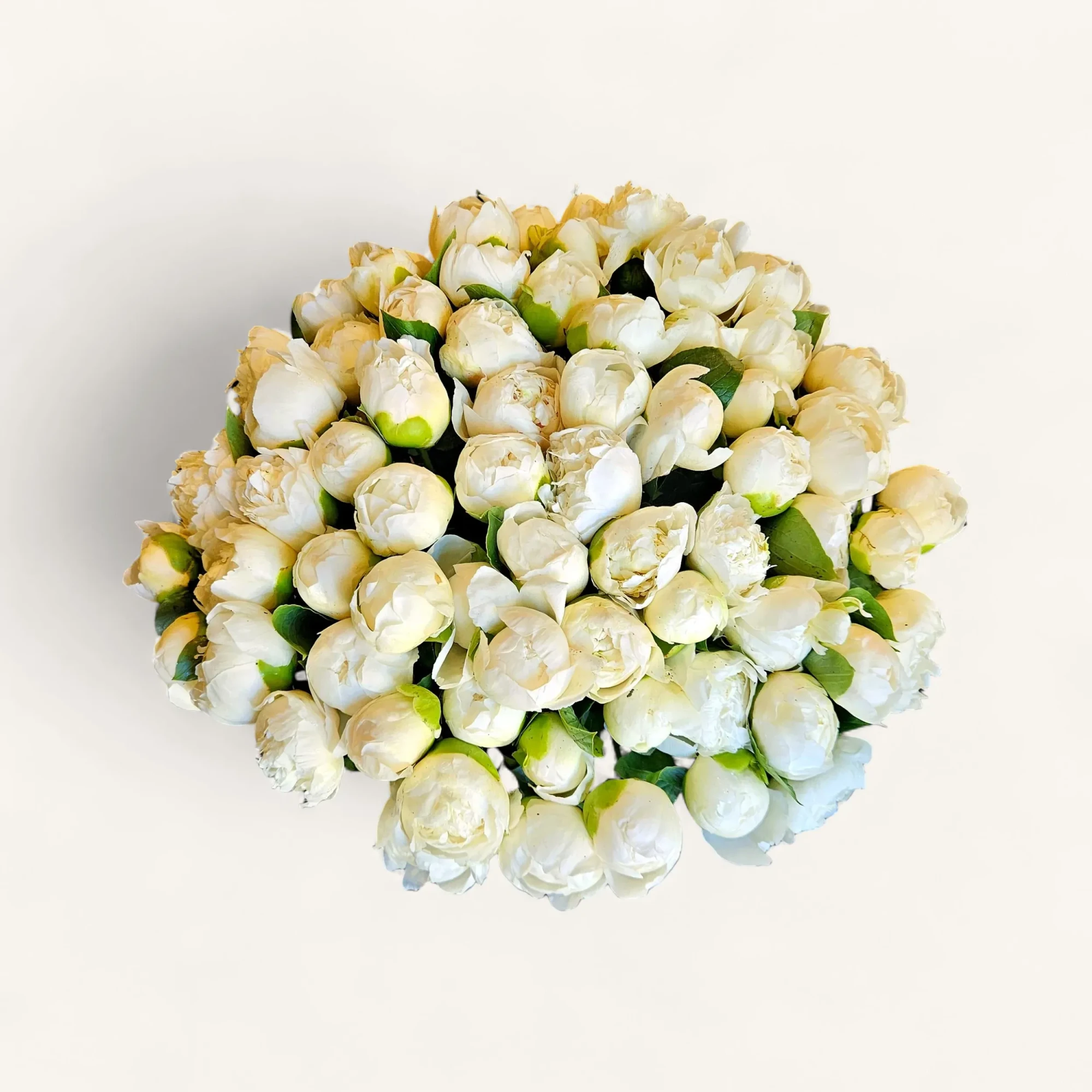 RA-1.webp Vue de dessus d'un somptueux bouquet pivoines blanches Genève, un dôme dense de fleurs ivoire sur fond noir.