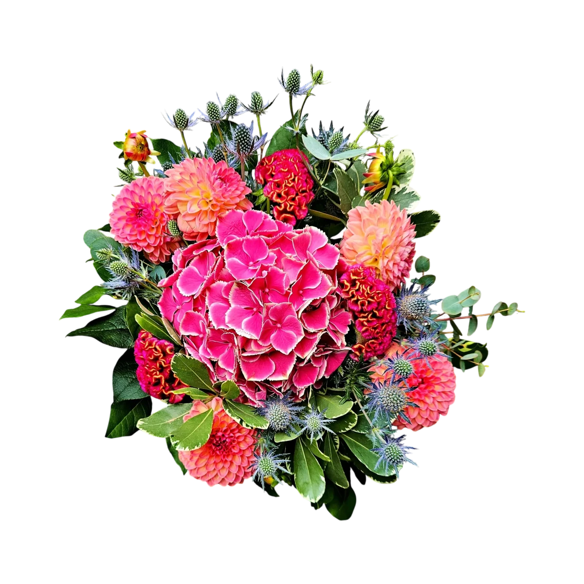 Gros plan du bouquet de juin genève hortensia rose avec ses dahlias pêche et chardons bleus, sur un fond sombre.
