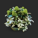 Plantation tombe Genève skimmia vert, cinéraire argenté et symphorine à baies blanches en coupe de zinc
