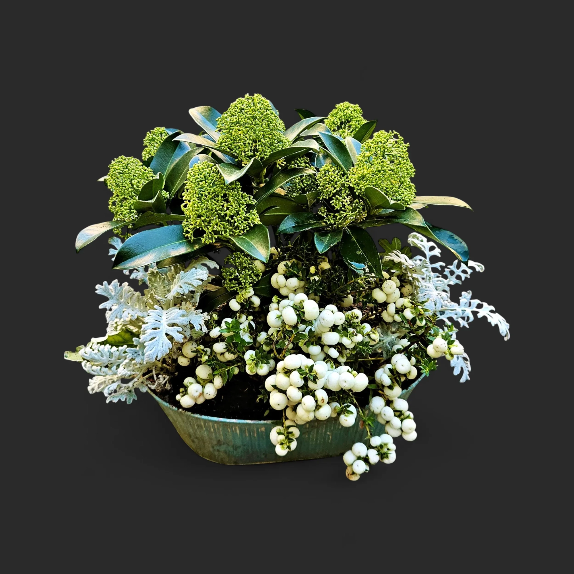 M0Q-20.webp Plantation tombe Genève skimmia vert, cinéraire argenté et symphorine à baies blanches en coupe de zinc