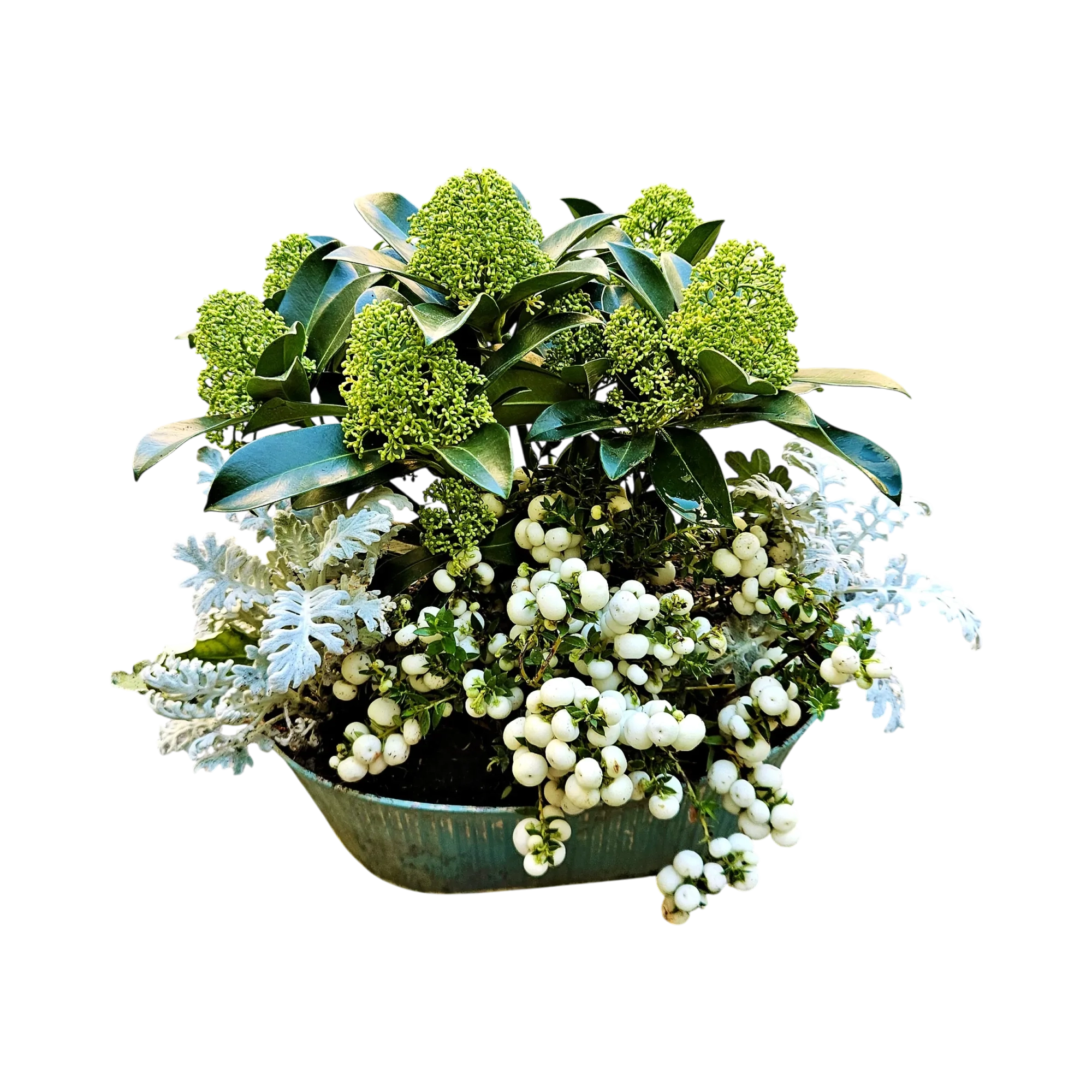 M0Q-21.webp Plantation tombe Genève skimmia vert, cinéraire argenté et symphorine à baies blanches en coupe de zinc