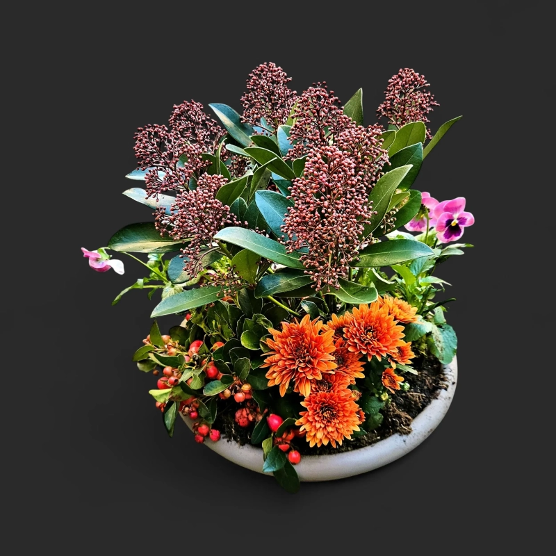 Plantation tombe Genève : coupe grège de skimmias, chrysanthèmes orangés, gaulthéries et pensées roses