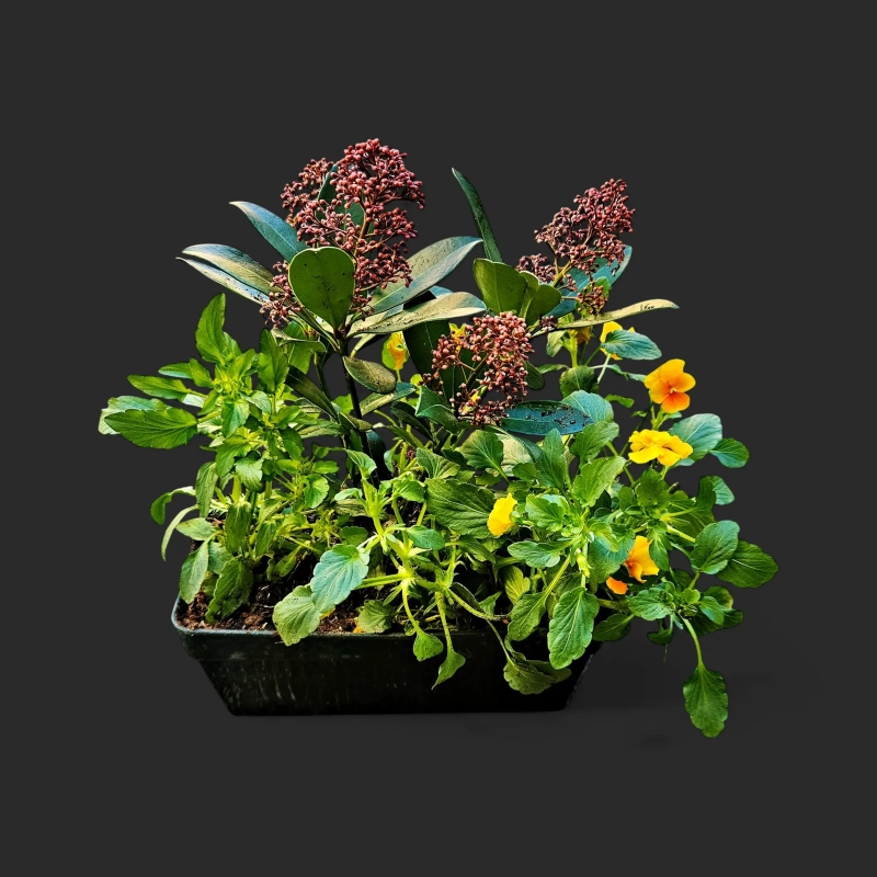 Plantation tombe Genève skimmia pensées jaune orangé en coupe noire