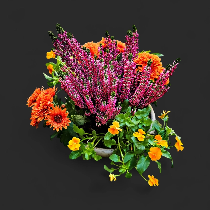 Plantation tombe Genève bruyère chrysanthème cuivré : coupe claire, bruyère rose, chrysanthèmes et pensées orangées