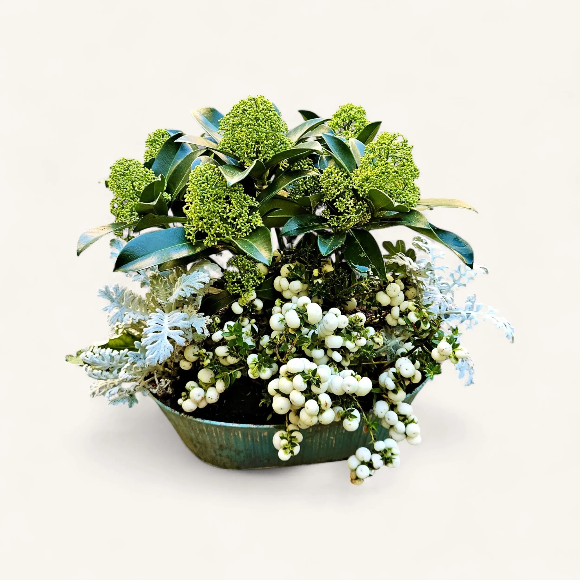 cyUzRA-3.webp Plantation tombe Genève skimmia vert, cinéraire argenté et symphorine à baies blanches en coupe de zinc
