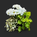 Plantation tombe Genève chrysanthèmes blancs, symphorine à baies blanches et heuchères en coupe grège