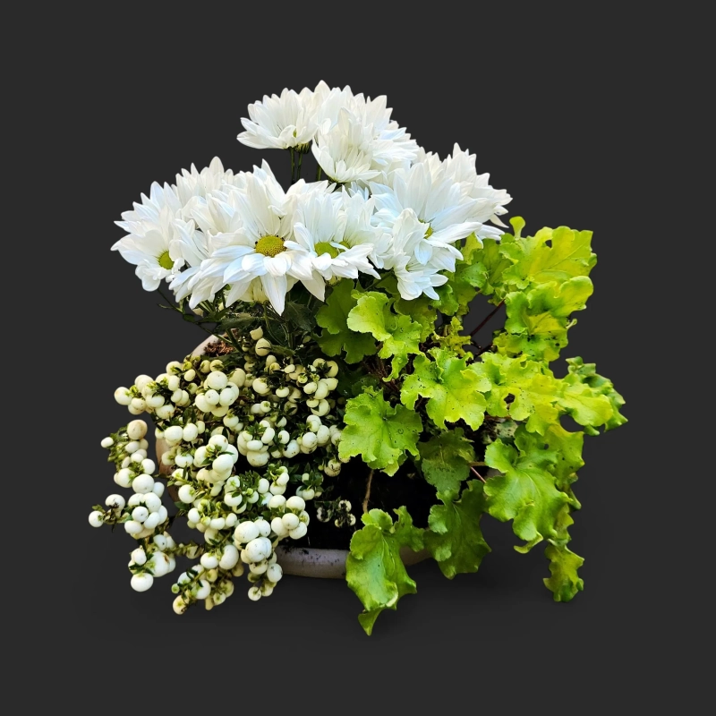 Plantation tombe Genève chrysanthèmes blancs, symphorine à baies blanches et heuchères en coupe grège